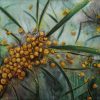An original oil on canvas by Western Australian Artist Kiya Kalem depicting some Wattle Blooms
